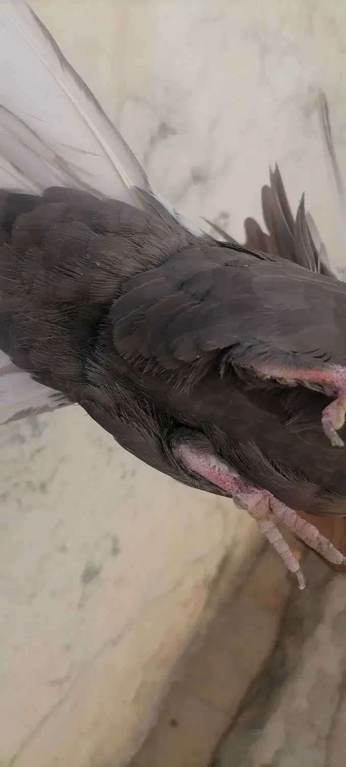 سلام نرو ماده|پرنده|خرامه, |دیوار