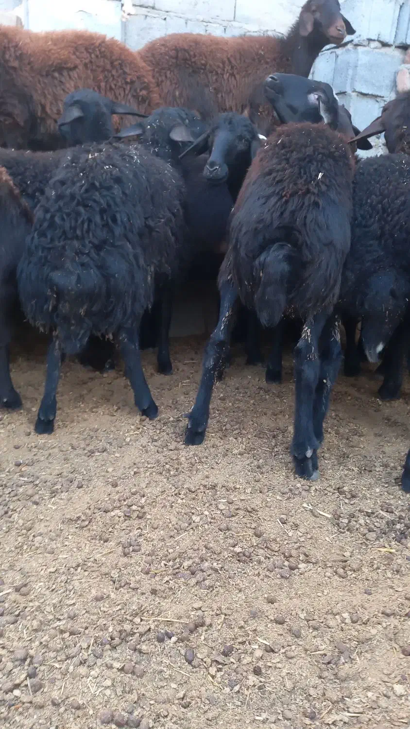 گوسفند. ۲۰راسبرهمادهقرهقزلافشارآبستندرجه۱|حیوانات مزرعه|بناب, |دیوار