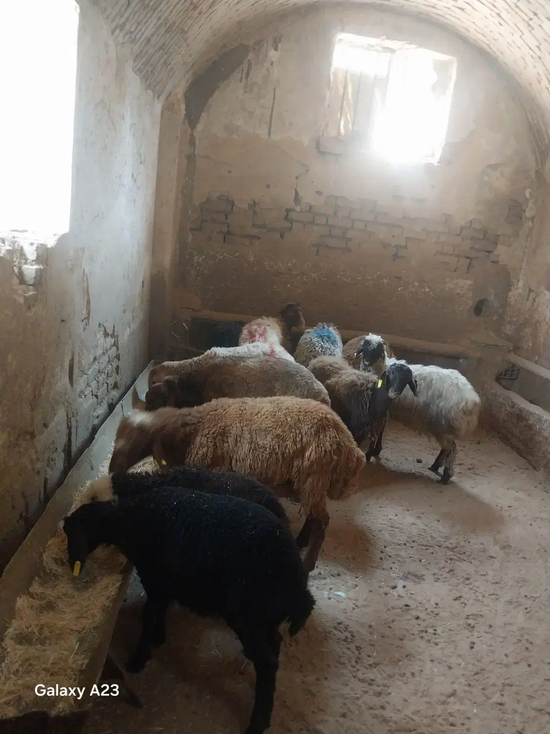 گوسفند وبره فروشی باخدمات رایگان|حیوانات مزرعه|تهران, جیحون|دیوار