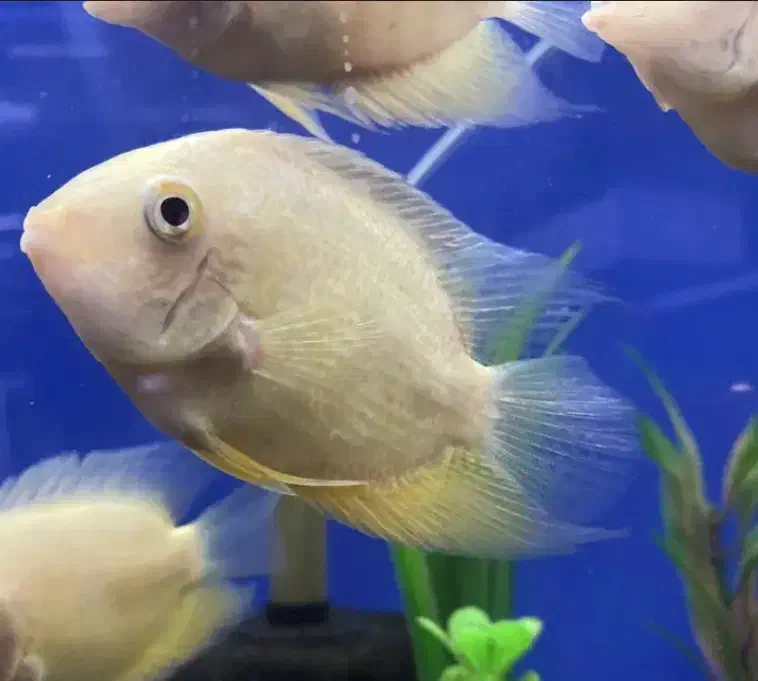 ماهی گوشت خوار سورم سفید|ماهی|بندرعباس, |دیوار