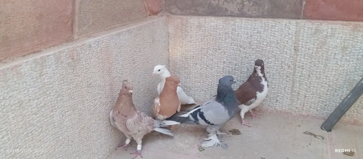 ۸ تا بهبونی|پرنده|شیراز, گچی|دیوار