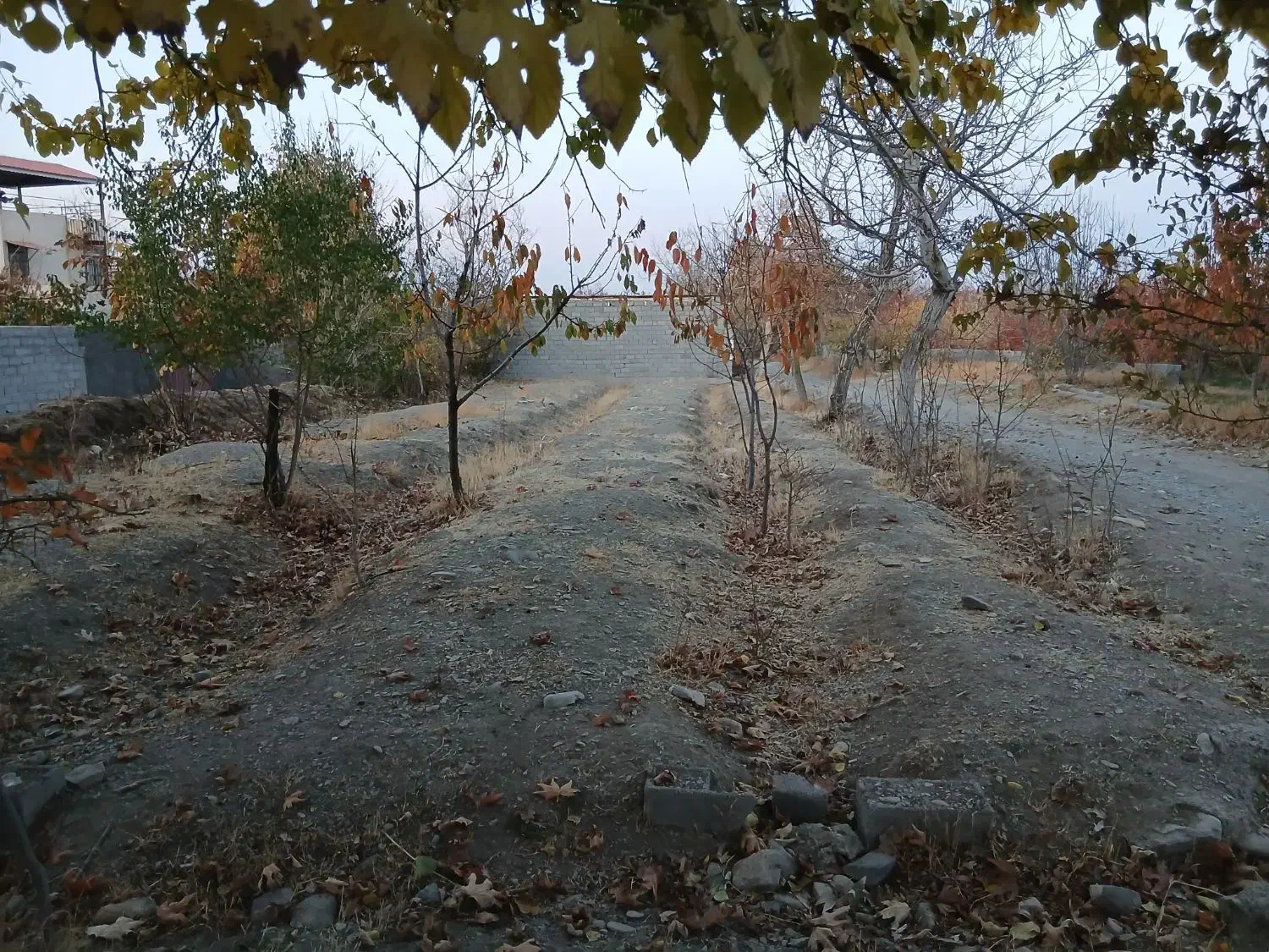 فروش زمین کشاورزی|فروش زمین و ملک کلنگی|گلمکان, |دیوار