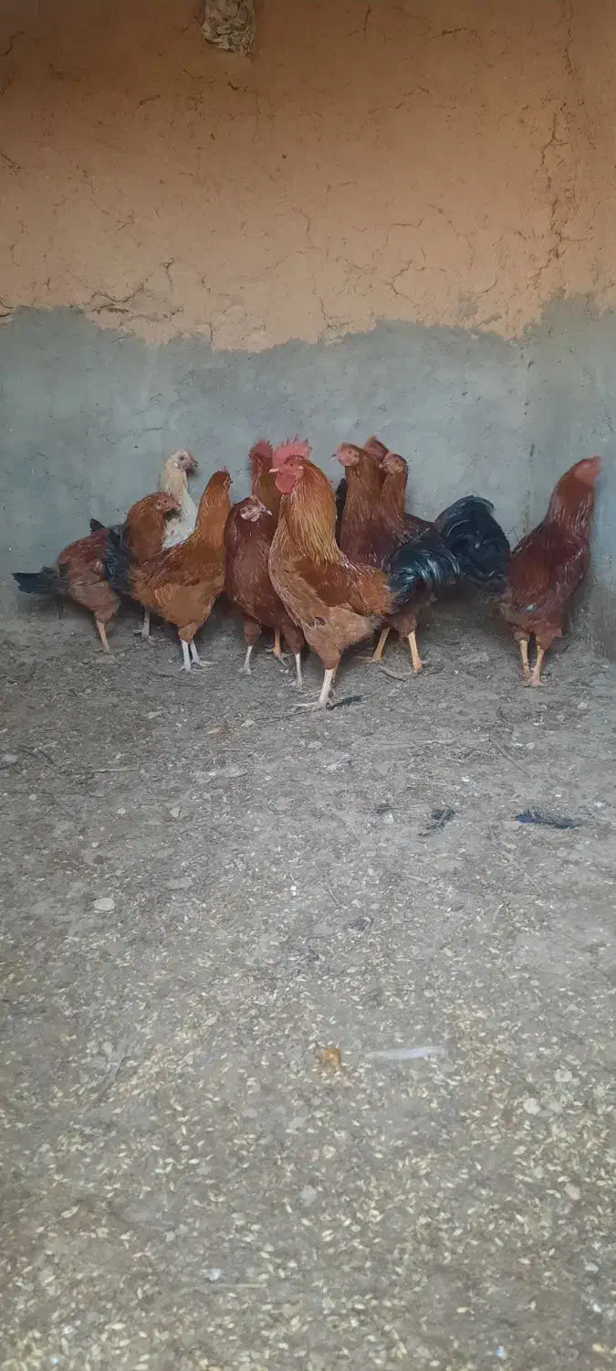 خروس|حیوانات مزرعه|شراء, |دیوار