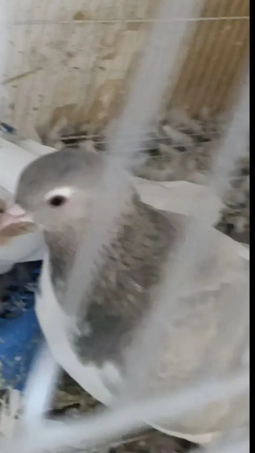 کبوتر|حیوانات|اسفراین, |دیوار