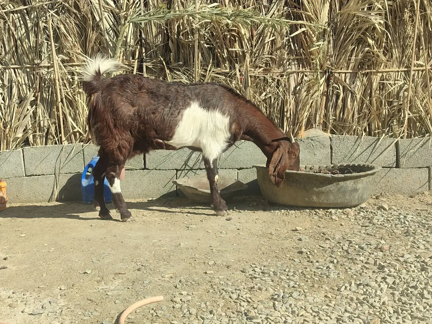 بز کاموری و پطیری|حیوانات مزرعه|سراوان, |دیوار