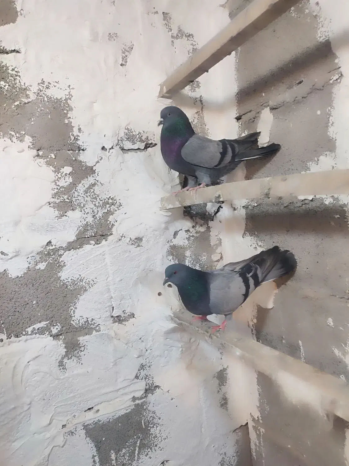 یه جفت سبز عتیقه|پرنده|نهاوند, |دیوار