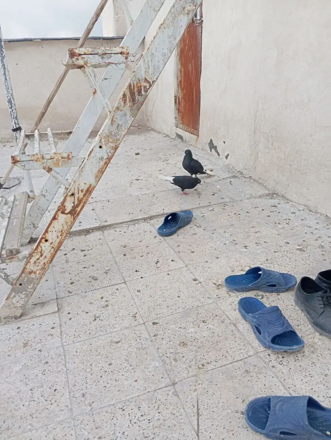 کفتر زاغ دم سفید|پرنده|مشهد, تلگرد|دیوار