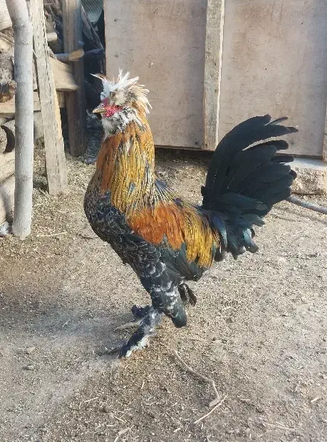 خروس سلطان|حیوانات مزرعه|سنندج, |دیوار