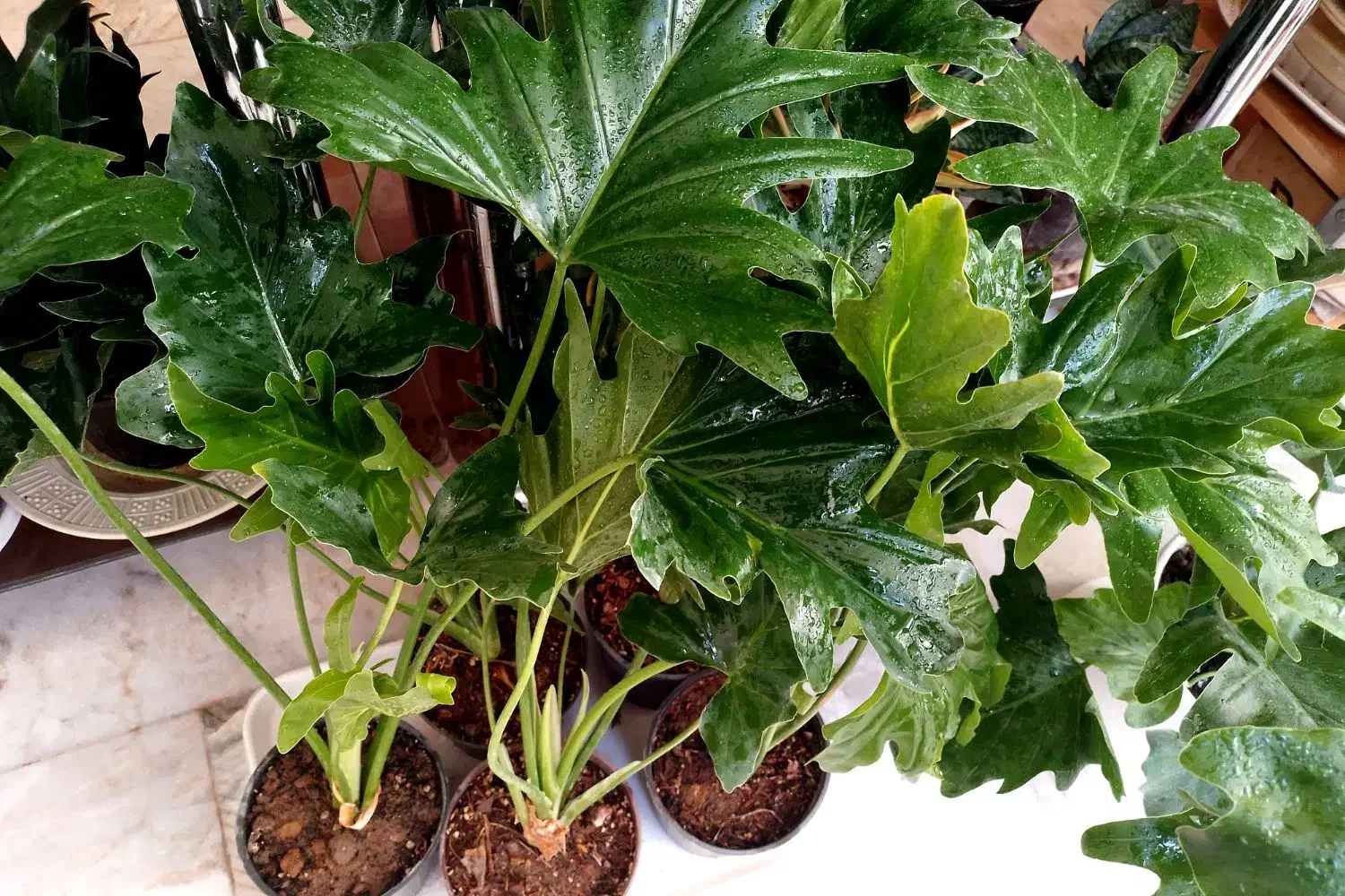 گل با قیمت مناسب|گل و گیاه طبیعی|اصفهان, خانه اصفهان|دیوار