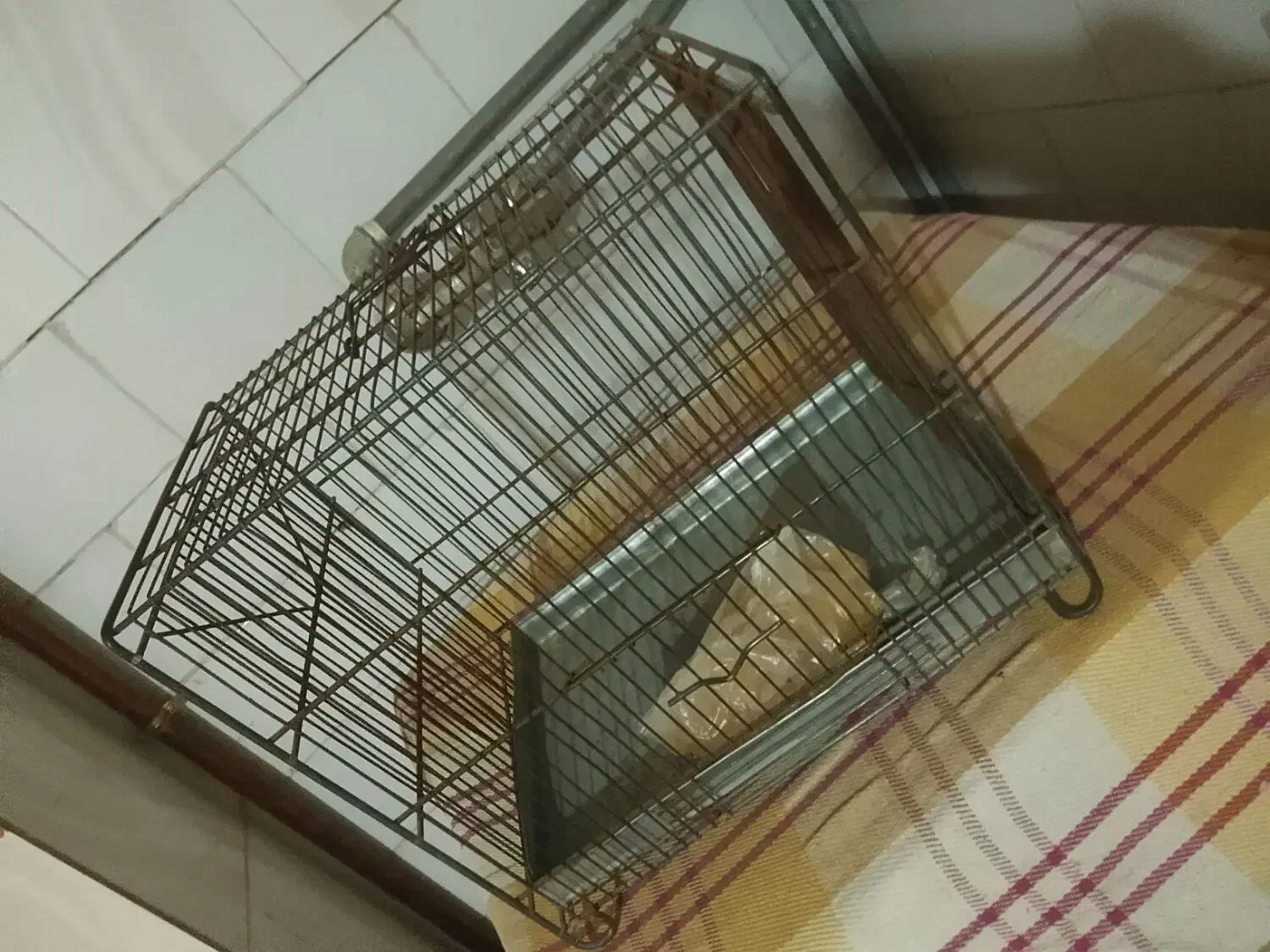 قفس پرنده جنس قدیمی|لوازم جانبی حیوانات|سنندج, |دیوار