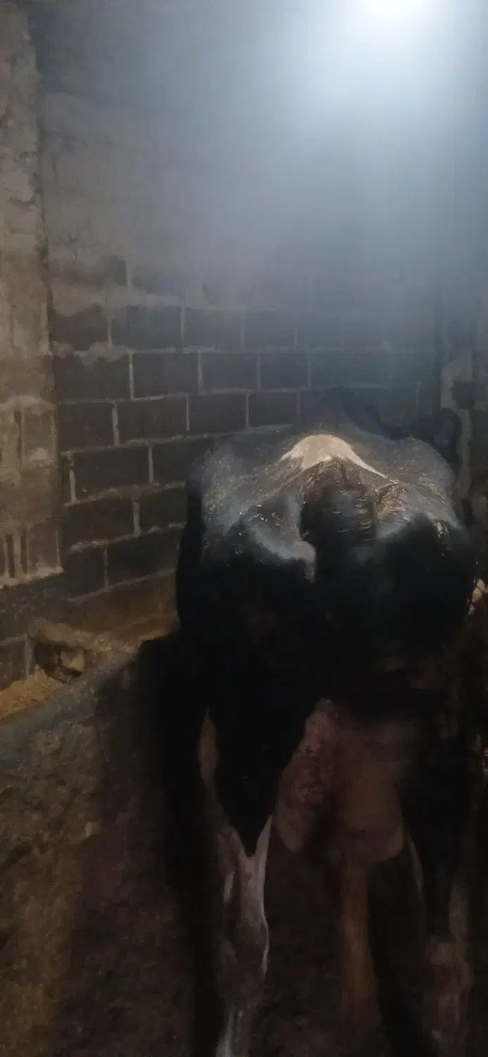 گاو گوساله|حیوانات مزرعه|تاکستان, |دیوار