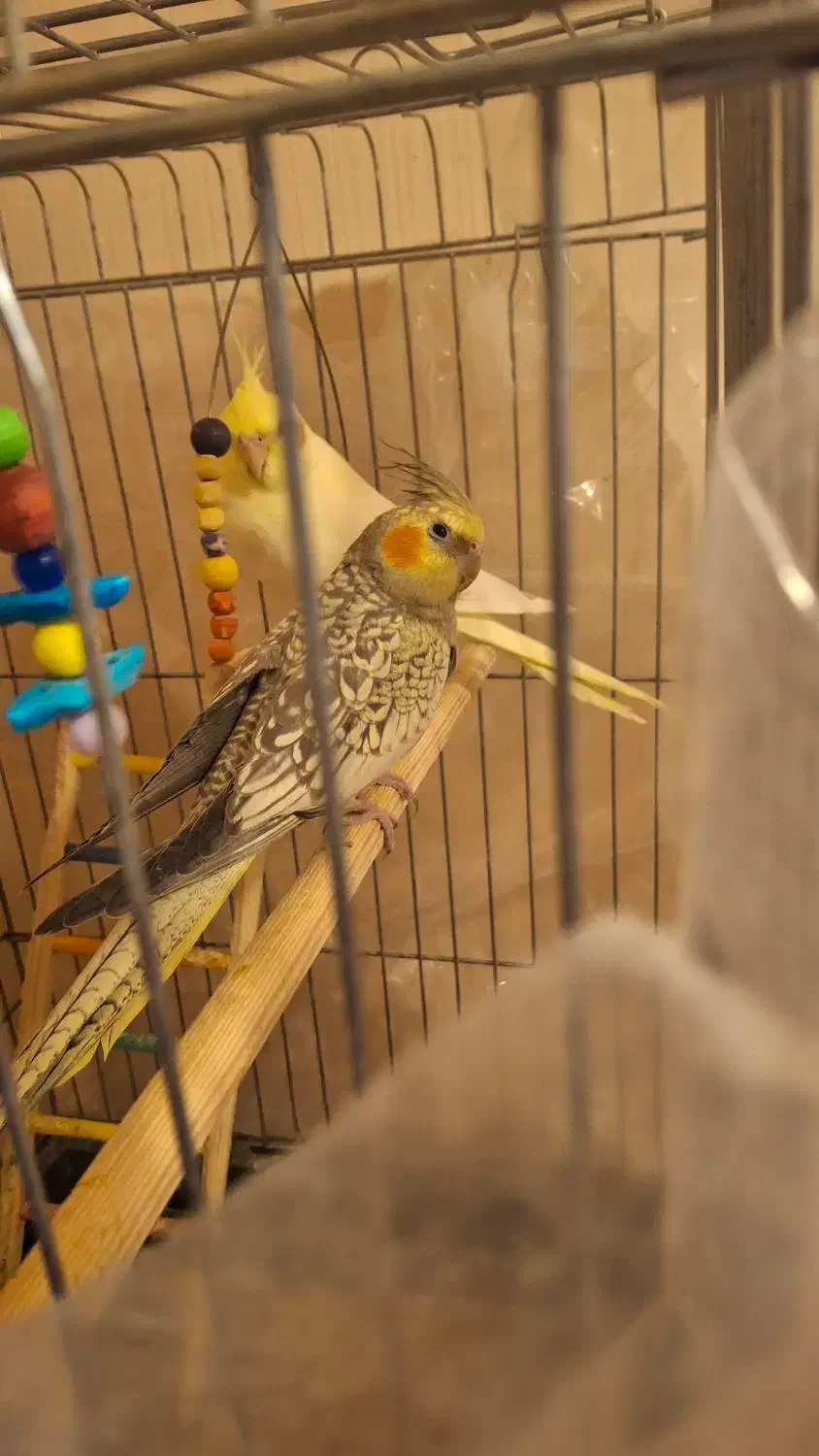 سلام یک جفت عروس هلندی با۳ عدد جوجه|پرنده|قدس, شهر‌قدس|دیوار