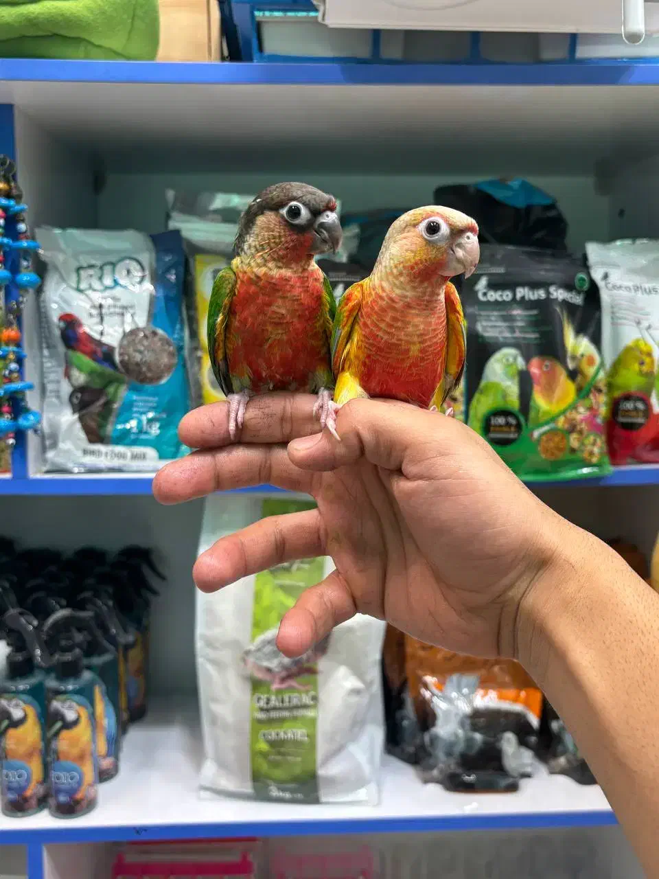 طوطی گرینچیک در انواع سایز و رنگ|پرنده|قائم‌شهر, |دیوار