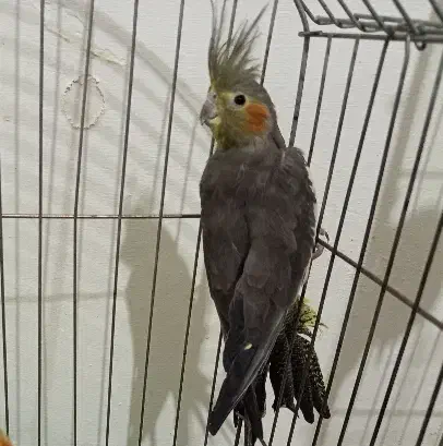 عروس هلندی ماده|پرنده|فردوسیه, |دیوار