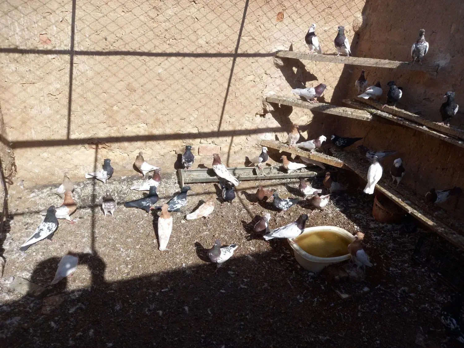 کفتر|پرنده|کاشمر, |دیوار