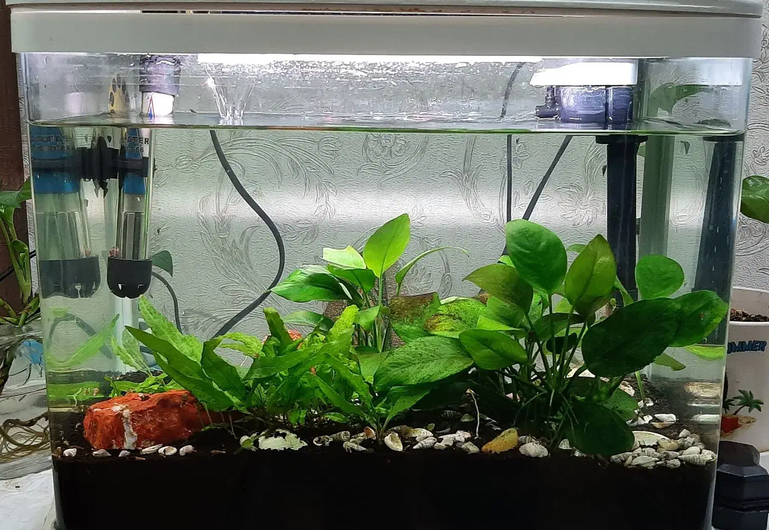 آکواریوم ماهیران|ماهی|اهواز, زیباشهر|دیوار