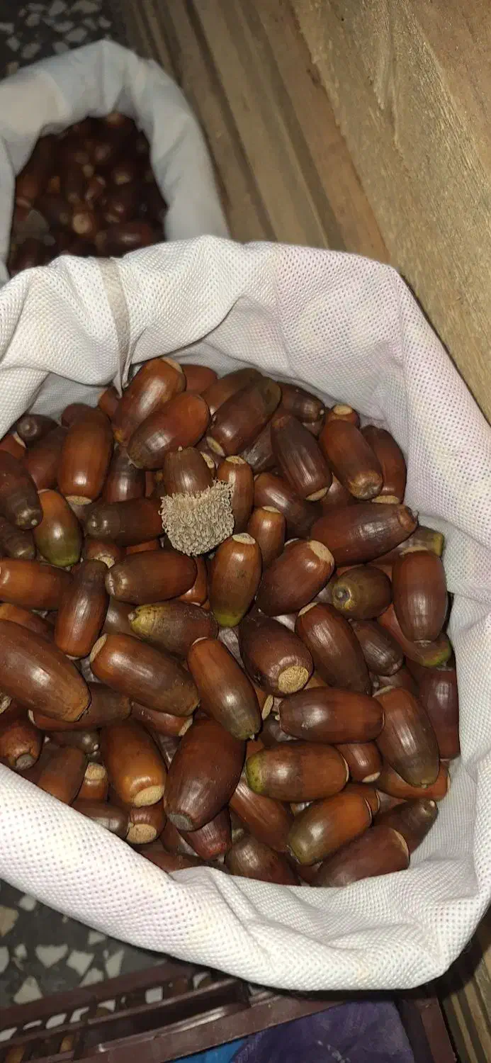 بلوط درجه ۱جنگهای هیرکانی|خوردنی و آشامیدنی|رشت, قاسمیه|دیوار