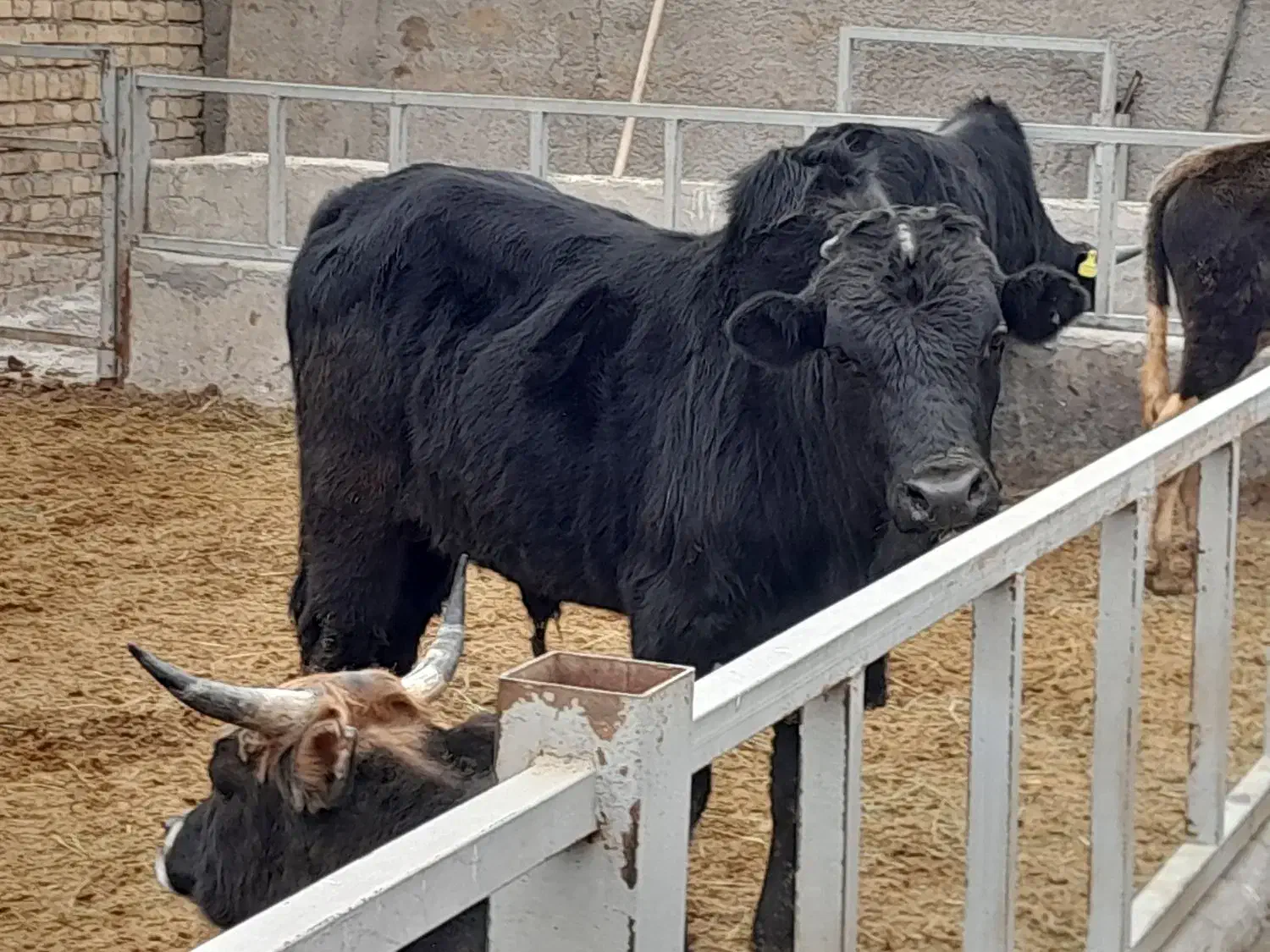 گوساله نر گیلک|حیوانات مزرعه|قلعه نو, |دیوار