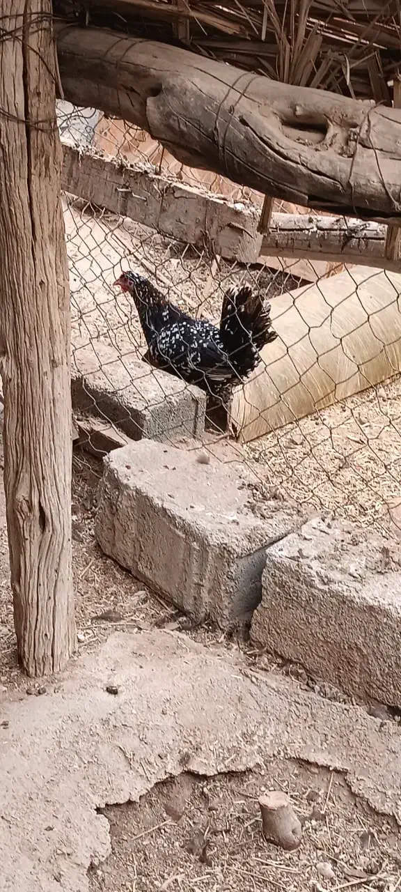 فروشی|حیوانات مزرعه|عسلویه, |دیوار