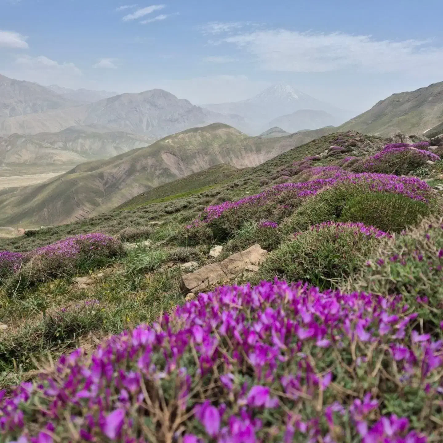 زمین کشاورزی|فروش دفتر صنعتی، کشاورزی، تجاری|کهریزک, |دیوار