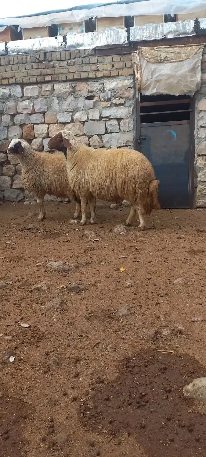 قوچ ورن سنجابی|حیوانات مزرعه|گهواره, |دیوار