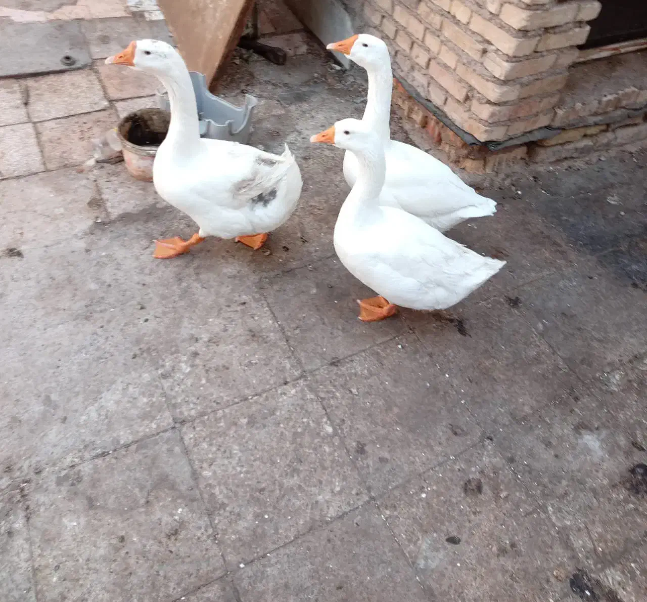 غوغاز وبوغلمو|حیوانات مزرعه|خرمشهر, |دیوار