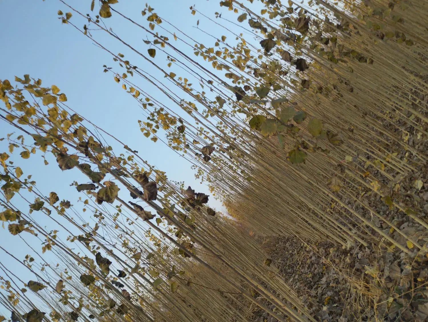 رقم نهال های 1ساله و 2ساله|گل و گیاه طبیعی|دیواندره, |دیوار