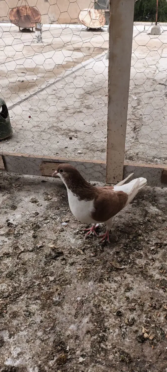 رنگی|پرنده|شوشتر, |دیوار