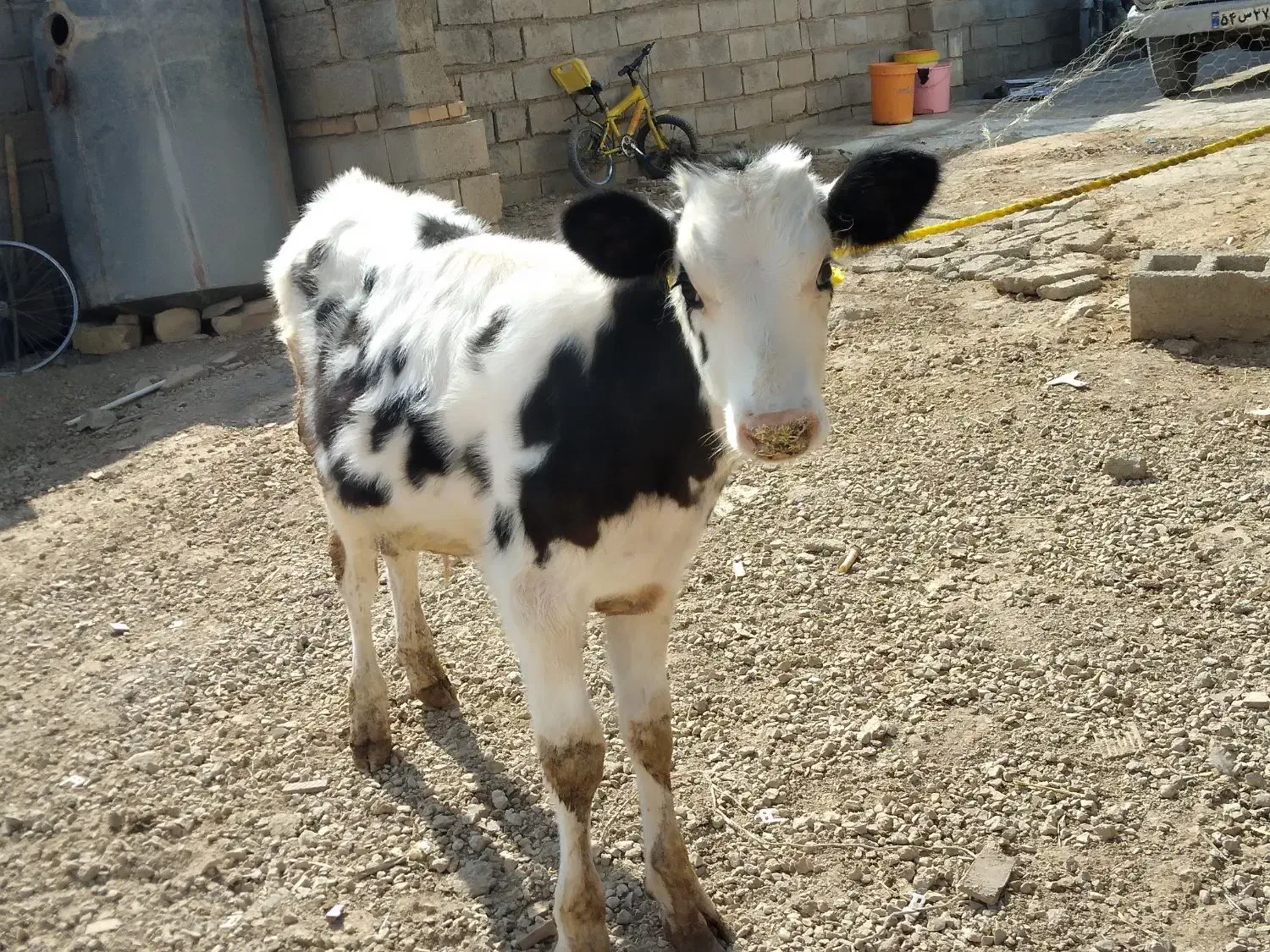 گوساله سمینتال|حیوانات مزرعه|بجنورد, |دیوار