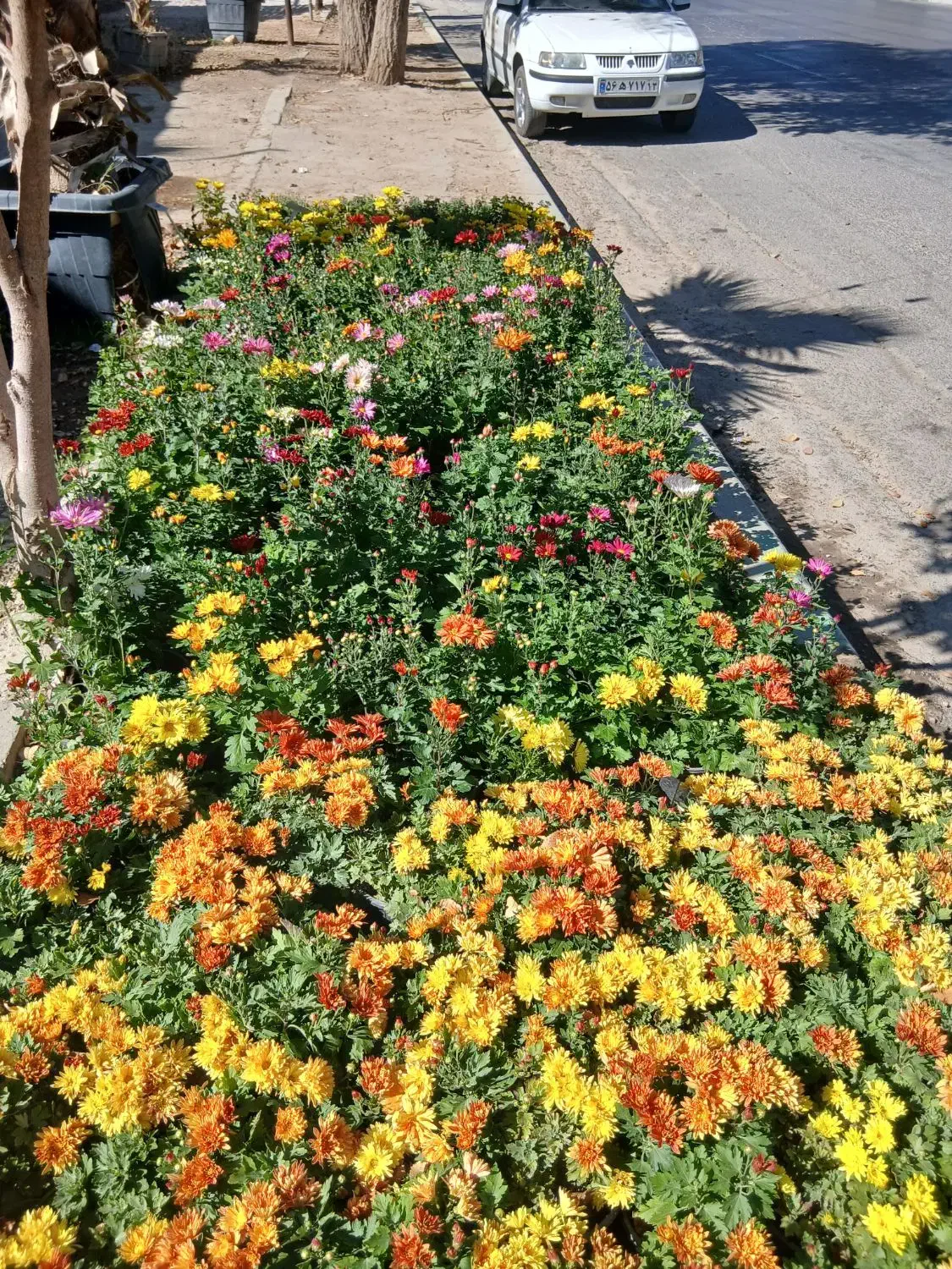 نگهبانی وباغبانی|خدمات باغبانی و درختکاری|لنگرود, |دیوار