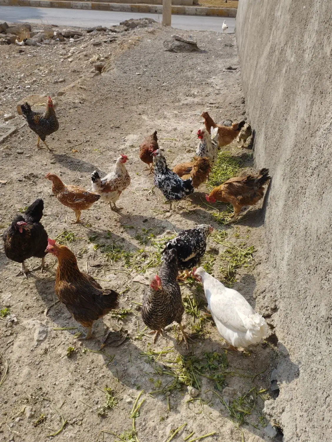 فروش مرغ کلین تخم گذار|حیوانات مزرعه|الیگودرز, |دیوار