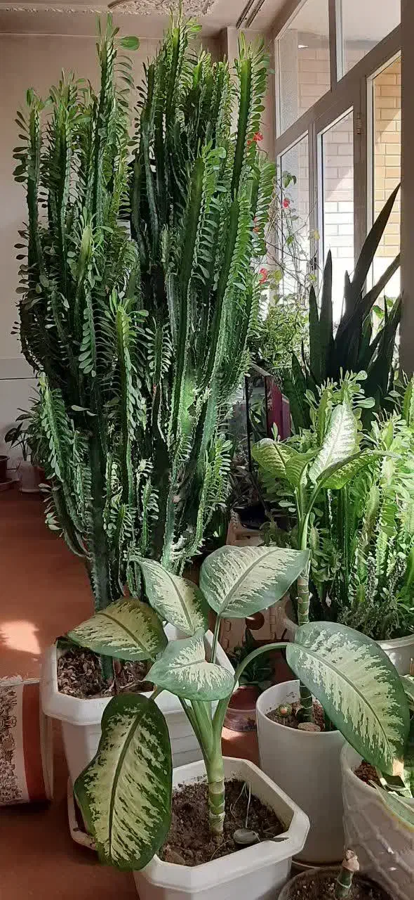 گل و کاکتوس|گل و گیاه طبیعی|پیر بکران, |دیوار