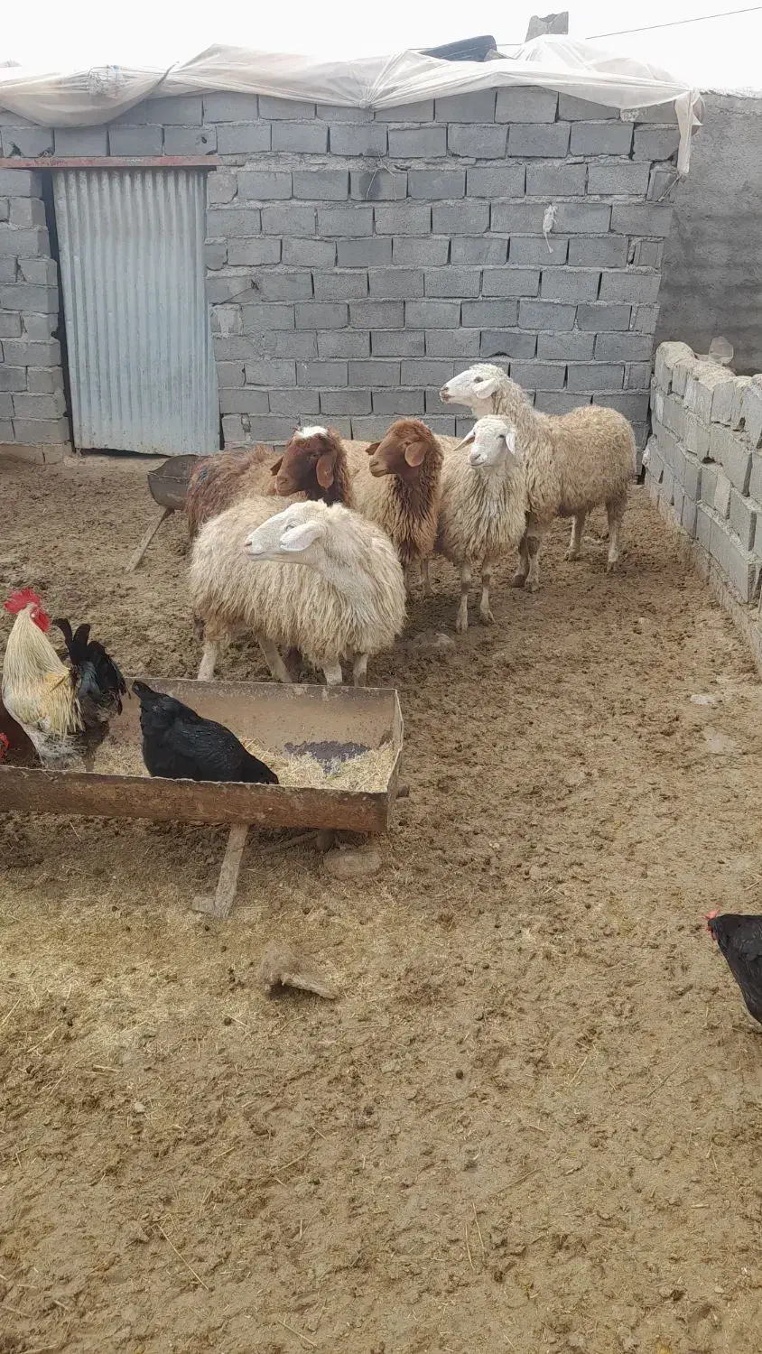 میش داشتی|حیوانات مزرعه|شیروان (خراسان), |دیوار