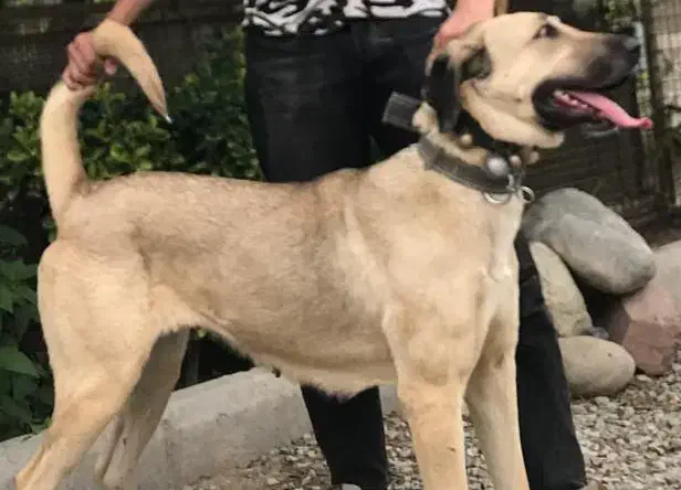 سگ ماده سرابی|سگ|شهریار, شهرک شاهد|دیوار