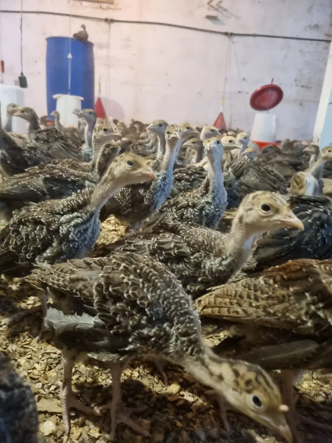 جوجه بوقلمون 28 روزه برنز و بوربن وزن بین500تا600گ|حیوانات مزرعه|شهریار, رزکان|دیوار