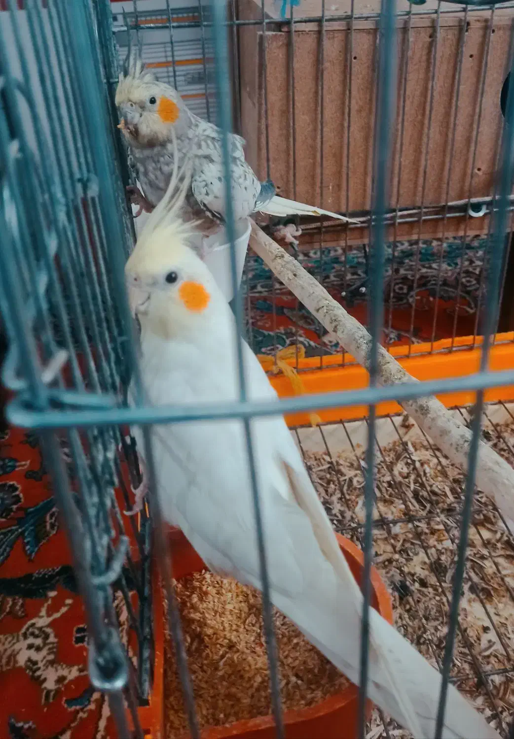 عروس هلندی|پرنده|شهرکرد, |دیوار