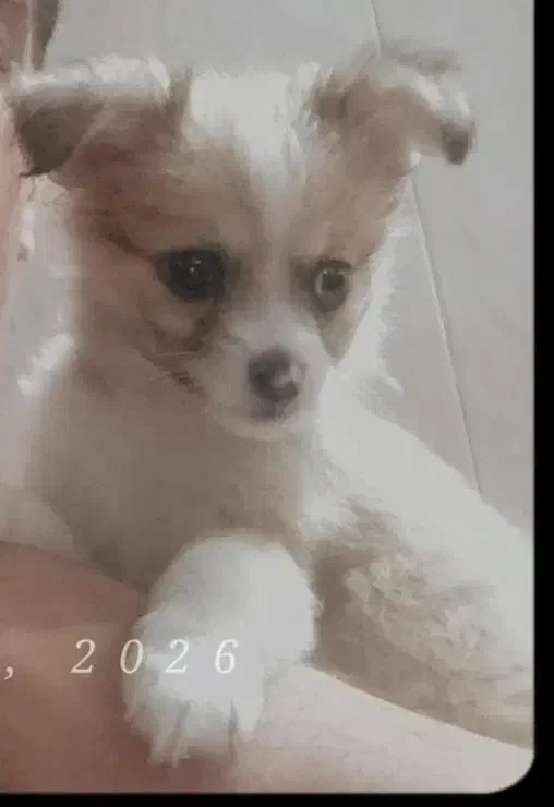 سگ جیبی فروشی|سگ|مشهد, محمدآباد|دیوار