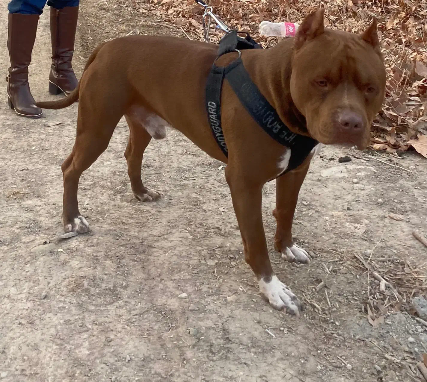 گمشده|حیوانات|اطاقور, |دیوار