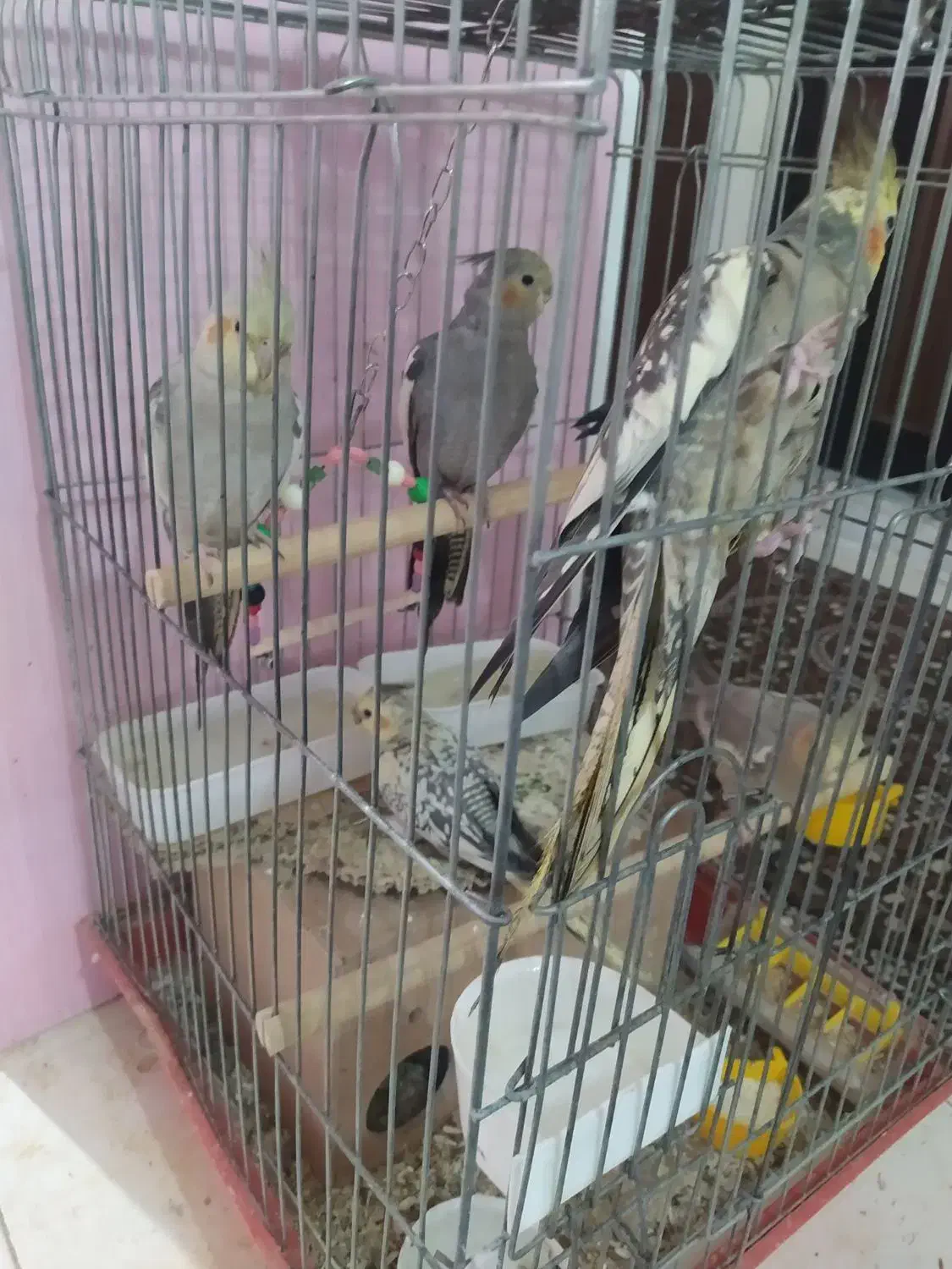 فروش سه عدد عروس هلندی دو ماده و یکی نر|پرنده|همدان, |دیوار