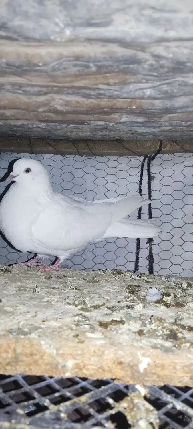 چند عدد تکپر|پرنده|آزادشهر, |دیوار