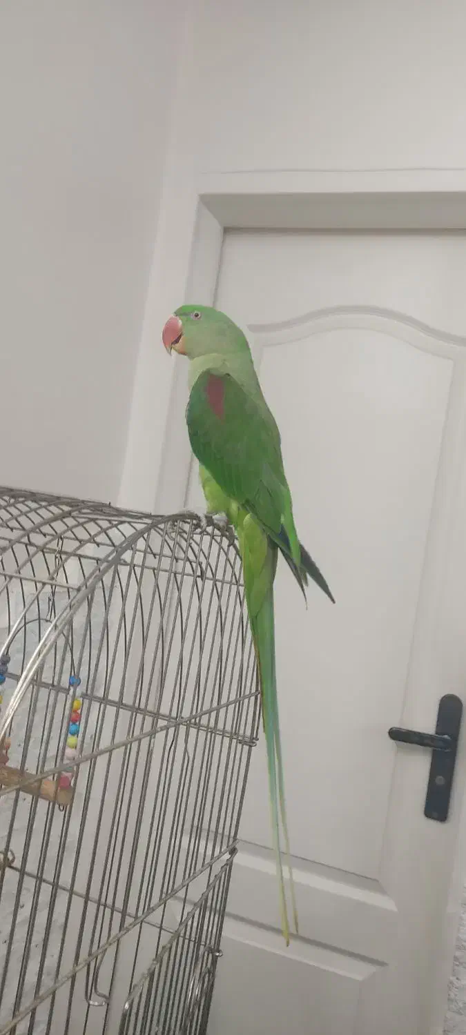 شاه طوطی سخنگو|پرنده|تهران, زهتابی|دیوار