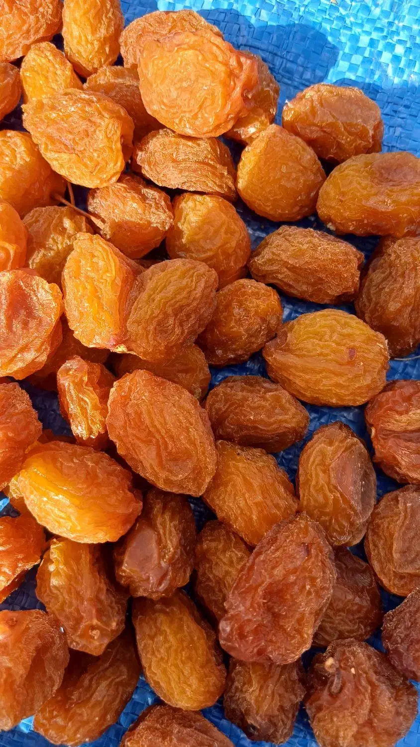 آلو بخارا آفتابی محلی|خوردنی و آشامیدنی|شیراز, شاهچراغ|دیوار