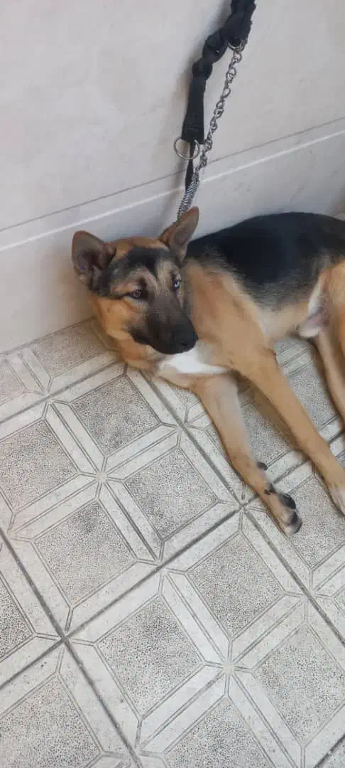 سگ ژرمن هاسکی 10ماهه نر|سگ|قرچک, زیبا شهر|دیوار