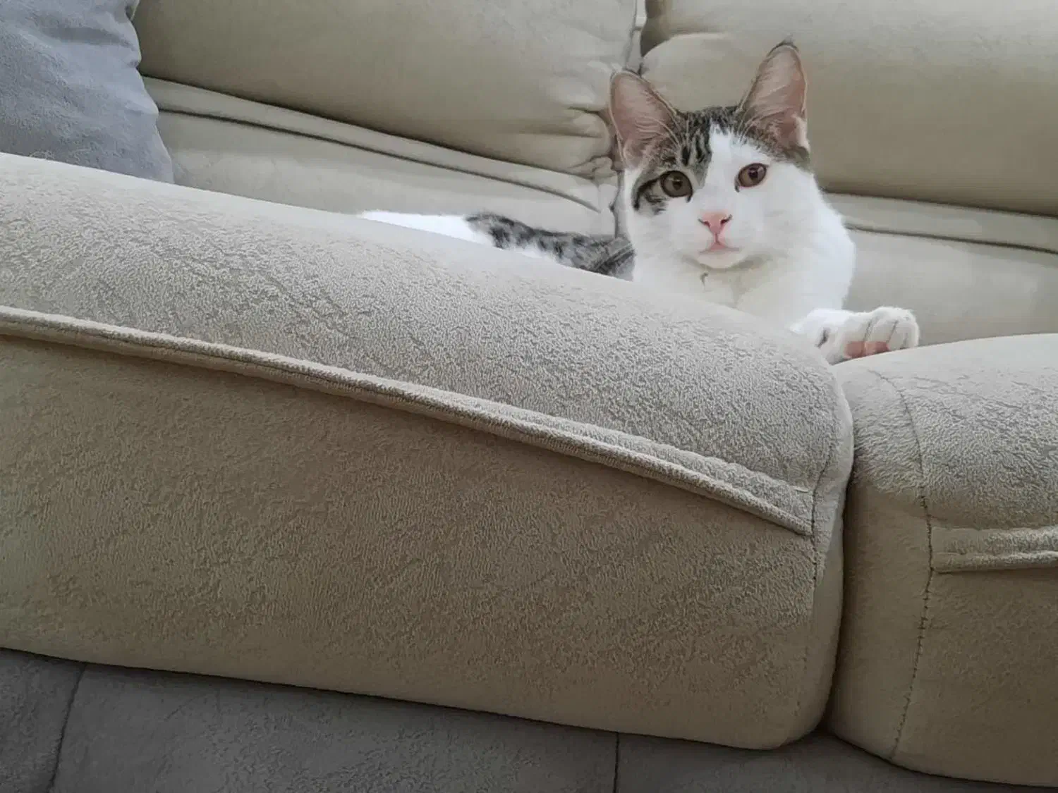 واگزاری گربه|گربه|مشهد, فدک|دیوار