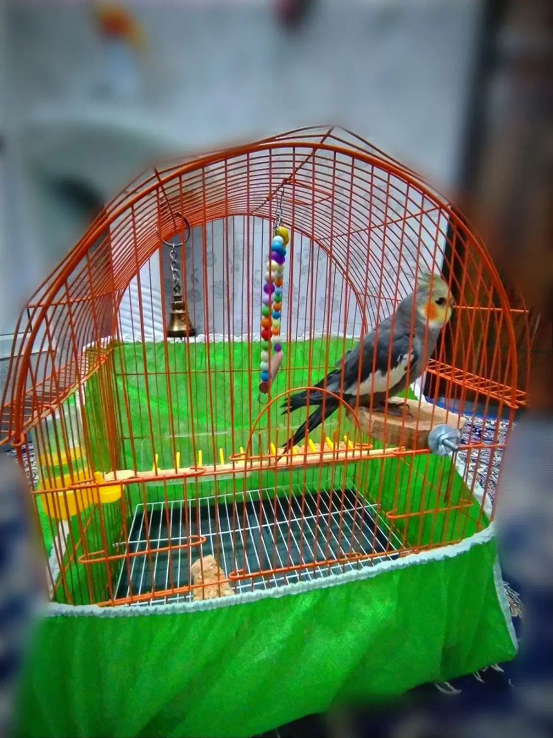 طوطی عروس هلندی|پرنده|پیرانشهر, |دیوار