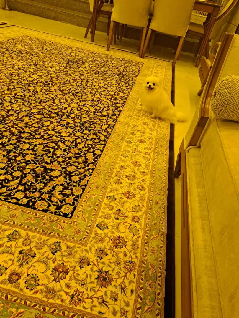 سگ پامر خرسی اصل با شناسنامه|سگ|ساوه, |دیوار