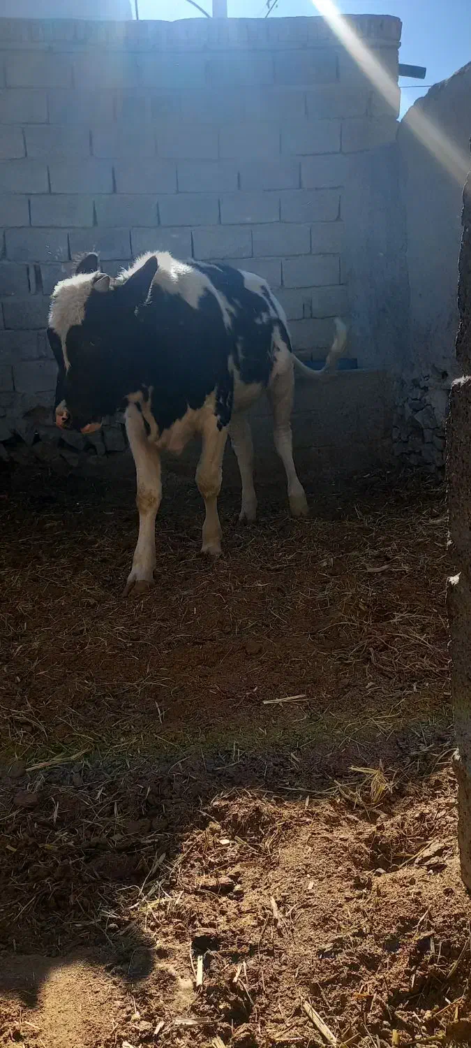 گاو آمریکایی فروشی|حیوانات مزرعه|هیدوچ, |دیوار