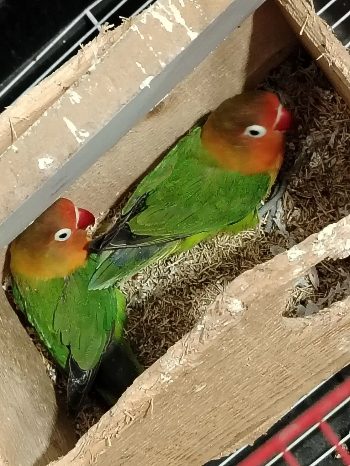 برزیلی به شرط مولد بودن|پرنده|قائم‌شهر, |دیوار