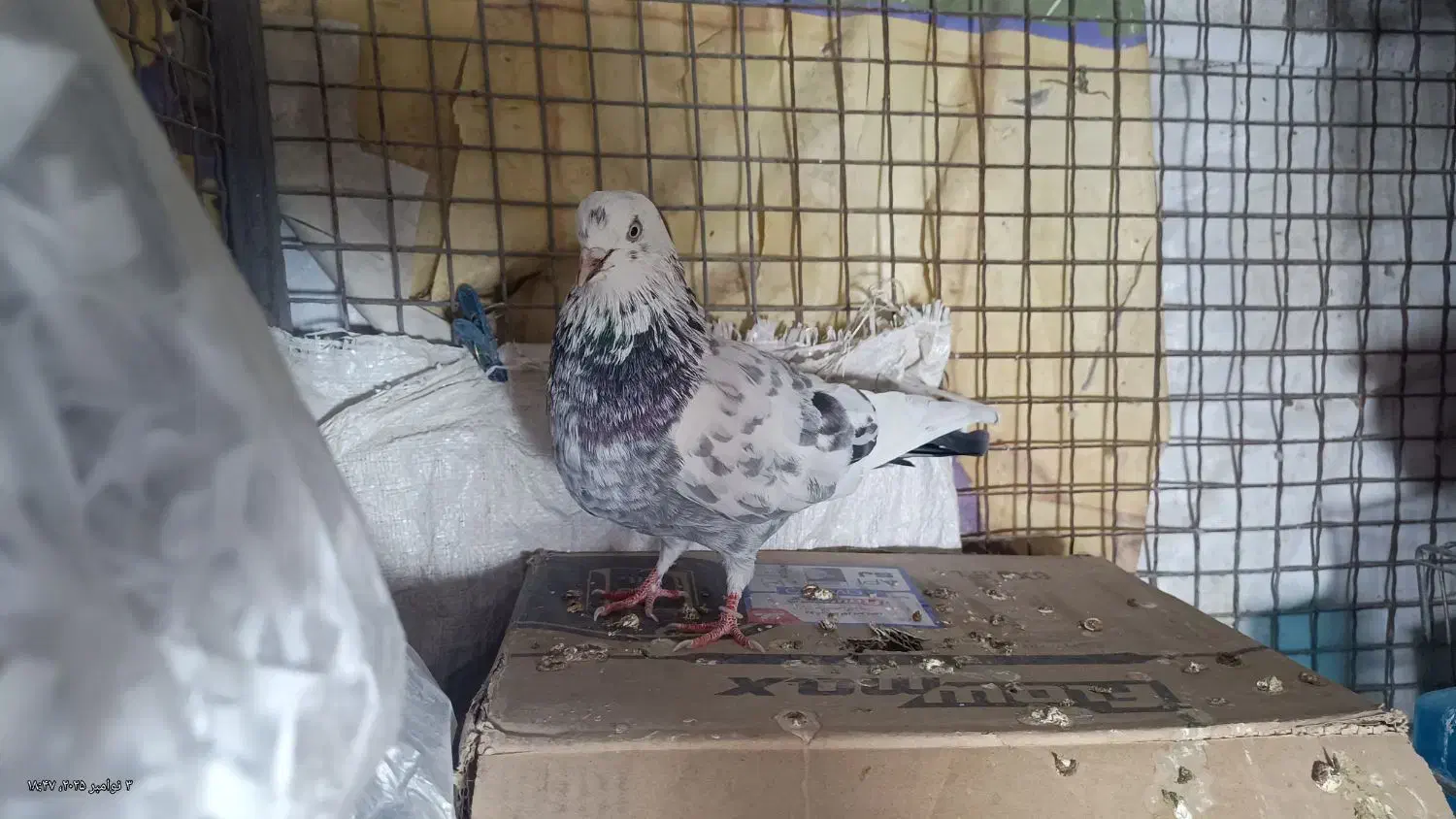 کفتر پرشی شمرونی تهرانی غریب گیری|پرنده|تهران, جیحون|دیوار