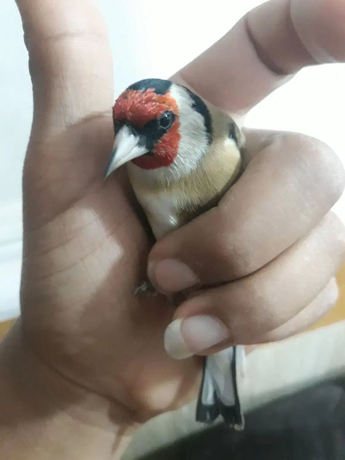 سهره های قفسی|پرنده|اهواز, اسلام آباد شرقی|دیوار